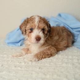 Piccolo Pete - Red merle male Aussiedoodle puppy in Lincoln, California from Frenchie LOVE and Doodles