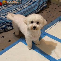 Snowy - Bichon Frise