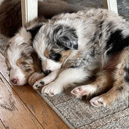 Australian Shepherd Puppies from Cottage Farm Aussies