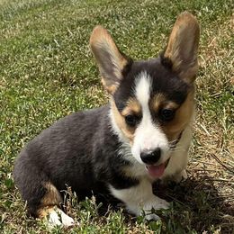 American Corgis and Pembroke Welsh Corgis from Chapman Corgis