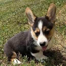 American Corgis and Pembroke Welsh Corgis from Chapman Corgis