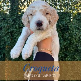 Croqueta - Parti male Goldendoodle puppy in Miami, Florida from Kalidoodlee