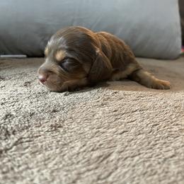 Chocolate Girl 2 - Chocolate and tan female Dachshund puppy in California from Wild Weenies - Dachshund Ranch