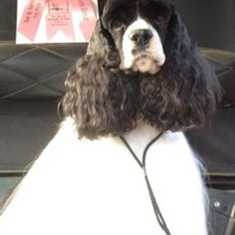 Cocker Spaniels from Sharon Gerling