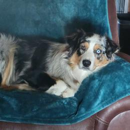 Silli - Australian Shepherd