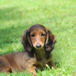 Dachshund Puppies from Mom's Dachshunds