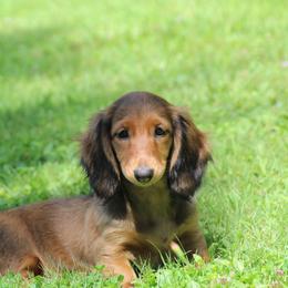 Dachshund Puppies from Mom's Dachshunds