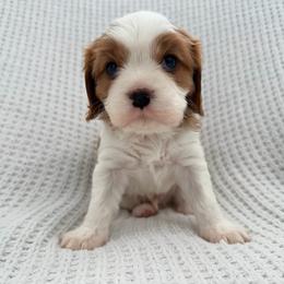 Gus - Blenheim male Cavalier King Charles Spaniel puppy in Katy, Texas from True Heart Cavaliers llc
