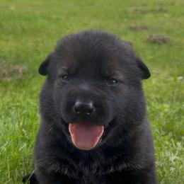Kobra - Sable female German Shepherd puppy in Salem, Ohio from von den Kilöff Working German Shepherds