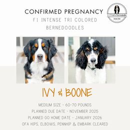 Bernedoodle puppies from 3|17 Korte Bernedoodles LLC