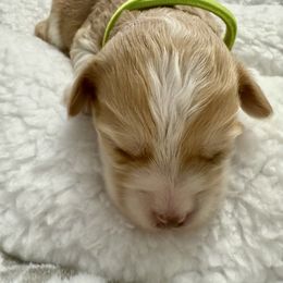 Emerald - Merle female Maltipoo puppy in Fredericksburg, Ohio from Edna Keim