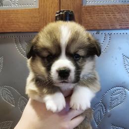 Pembroke Welsh Corgi Puppies from Salt Creek Farm Dogs