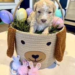Bernedoodle, Cavalier King Charles Spaniel, and Poodle Puppies from Ellas.Pups (Bernedoodles & Cavapoos)