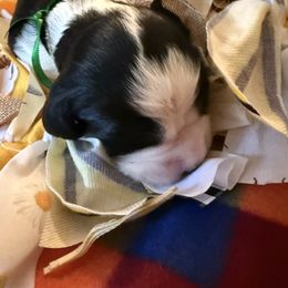 Cole Potter - Black and white male English Springer Spaniel puppy in Memphis, Tennessee from Lynn Bee Avenue