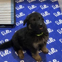 German Shepherd Puppies from Devon Rugerio's German Shepherds