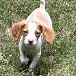 Zina boy 7 - Orange and white male Brittany puppy in Floyd Knobs, Indiana from Cross Creek Brittanys