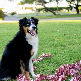Riot - Miniature Australian Shepherd