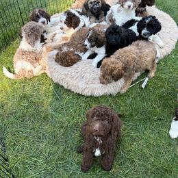 Rowan - Brown and white male Aussiedoodle puppy in Clarkston, Washington from Doodle & Poodle Palace