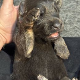 Gomez- Red collar - Blue male German Shepherd puppy in Barnhart, Missouri from Combat Creek German Shepherds