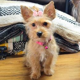 Talia - Yorkshire Terrier