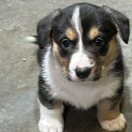 Girl 2 - Black and white female Cardigan Welsh Corgi puppy in Buskirk, New York from Hana-K’s Cardigan Welsh Corgis