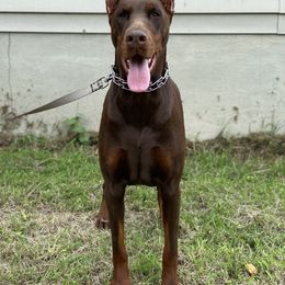 Doberman Pinscher All Grown Up from Blue Moon Dobermans
