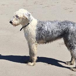 Iris - Old English Sheepdog