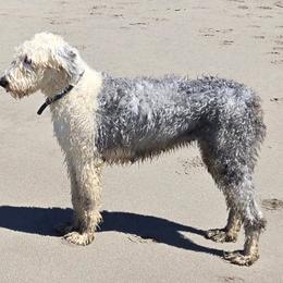 Iris - Old English Sheepdog