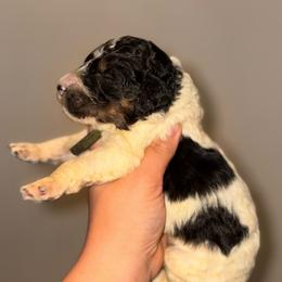 Phoenix - Parti male Poodle puppy in Toledo, Ohio from Exquisite Dalmatians & Standard Poodles
