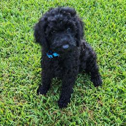 Mr Light Blue - Black male Goldendoodle puppy in Cumming, Georgia from Chattahoochee Kennels