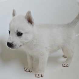 Pomsky Puppies from Peoria Pomskies