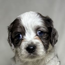 Toad - Black white and tan male Cockapoo puppy in Bronson, Florida from Tabler Family Puppies