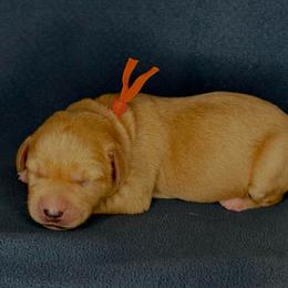 Orange Boy - Yellow male Labrador Retriever puppy in Plymouth, North Carolina from Duck Creek Kennels
