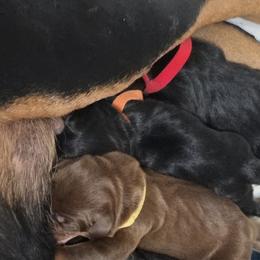 Girl - Black and rust female Doberman Pinscher puppy in Houston, Texas from Tycho's Dobermans
