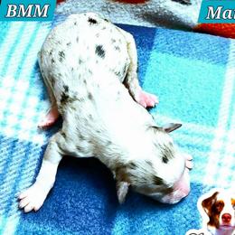Marley - Blue merle male Miniature Australian Shepherd puppy in Punta Gorda, Florida from Christie's Creekside Aussies