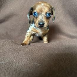 Ocean - Dapple female Dachshund puppy in Opelika, Alabama from Dachshund Darlins