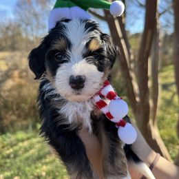 Reebok - Tri-color male Bernedoodle puppy in Rose Hill, North Carolina from Red Door Canines