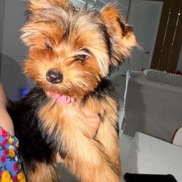 Suri DNA and CKC - Blue and gold female Yorkshire Terrier puppy in Cape Coral, Florida from Katherine’s Yorkies and Poodles