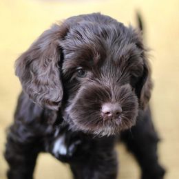 Australian Labradoodle Puppies from Patricia's Australian Labradoodles