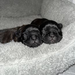 French Bulldog Puppies from Elite Frenchies of NC