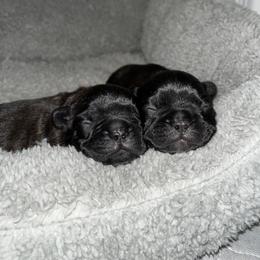 French Bulldog Puppies from Elite Frenchies of NC