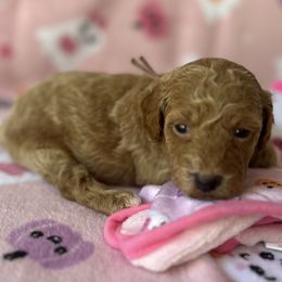 Autumn - Red  female Goldendoodle puppy in El Dorado, Arkansas from Stacy Young