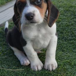 Beagle and Labrador Retriever Puppies from Badland Kennel