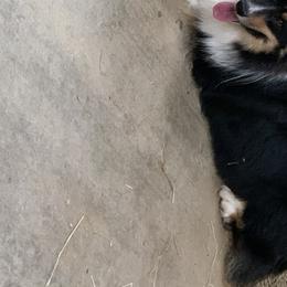 Pembroke Welsh Corgis from Cross t Corgi farm