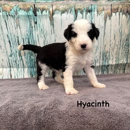 Hyacinth - Black and white female Sheepadoodle puppy in Blackfoot, Idaho from Son of a Poodle Sheepadoodles