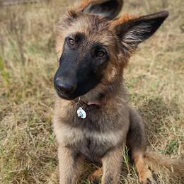 Cholula - Sable female German Shepherd puppy in Royston, Georgia from Samhain Shepherds