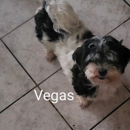 Vegas - Havanese