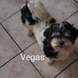 Vegas - Havanese