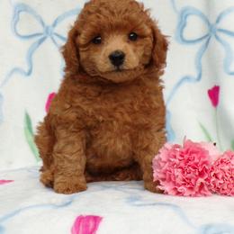 Mystic - Red  female Poodle puppy in Hurricane Mills, Tennessee from Scenic Hills Kennels