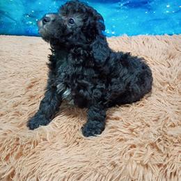 Dusk - Black male Poodle puppy in Neosho, Missouri from Star Light Pups